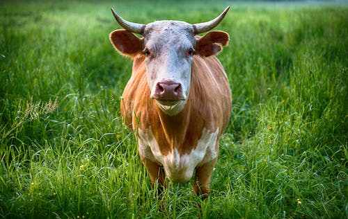 Brasil investiga possível caso de vaca louca e mercado de carne bovina entra em alerta
