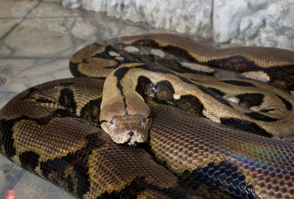 Agentes ambientais se confundem e soltam cobra perigoso em floresta no Rio
