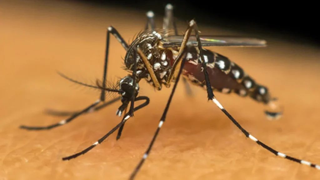 Vacinação contra a dengue será em 12 cidades do Rio para crianças e adolescentes; casos aumentaram 585%