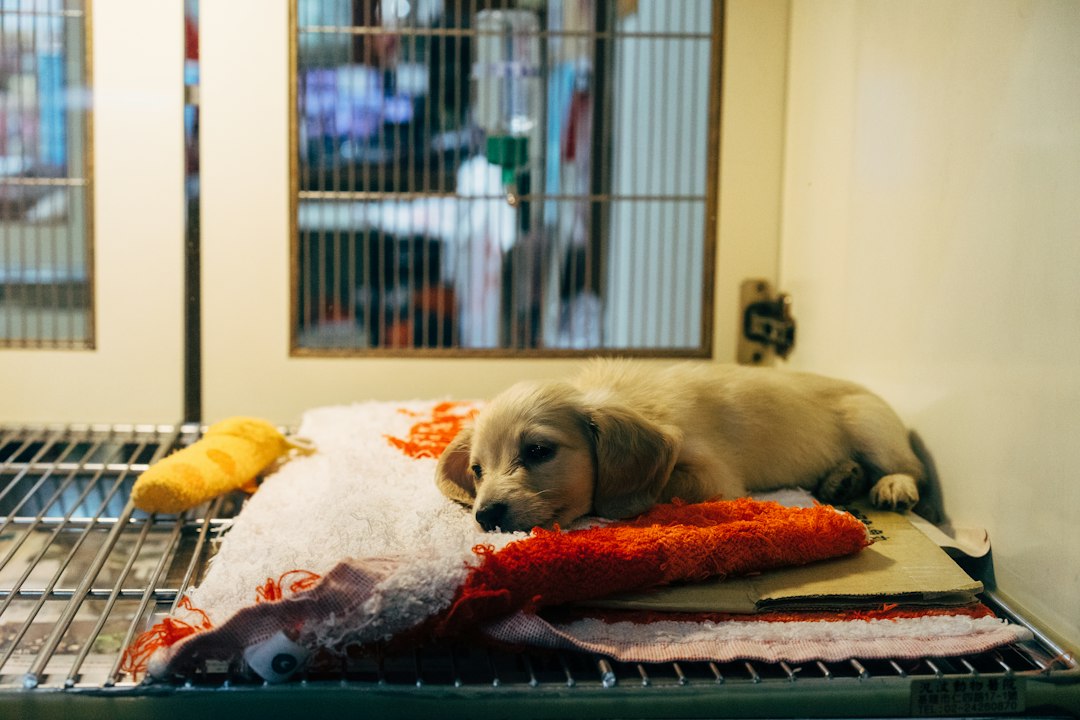 PROTEÇÃO ANIMAL: AGORA A COMISSÃO TEM VOZ.